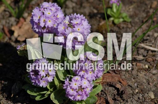 Primel-Kugelprimel 03.JPG